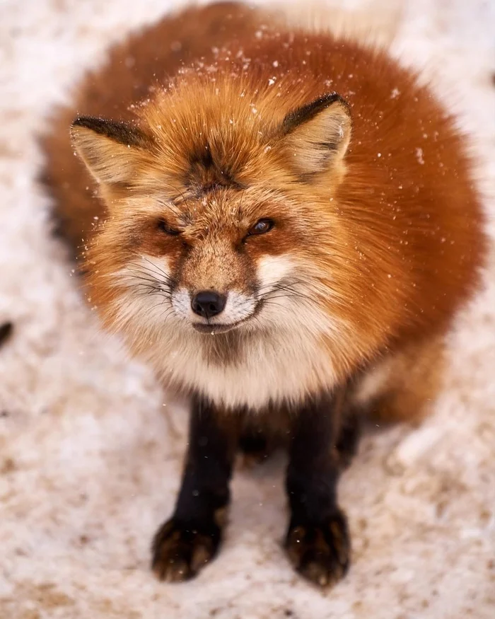 The fox is indignant at the weather - The photo, Fox, Animals, In the animal world, Fluffy, Wind, Weather