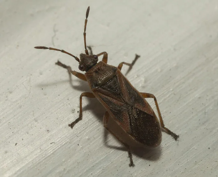 Elm Bug: An Uninvited Neighbor in Your Home - My, House, Bedbugs, Pests, Insects, wildlife, Nature, Apartment, Smell, Fight, Longpost