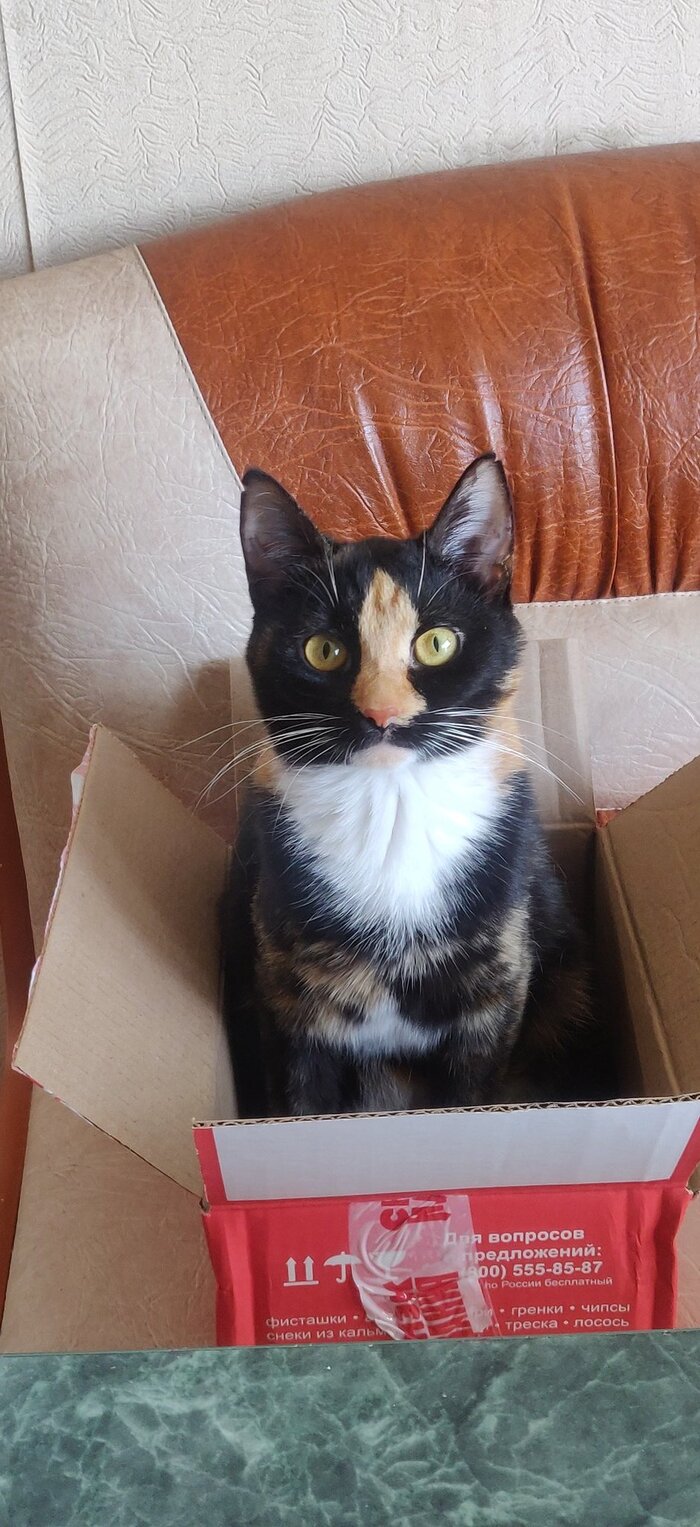 Любит сидеть в коробке глупышка