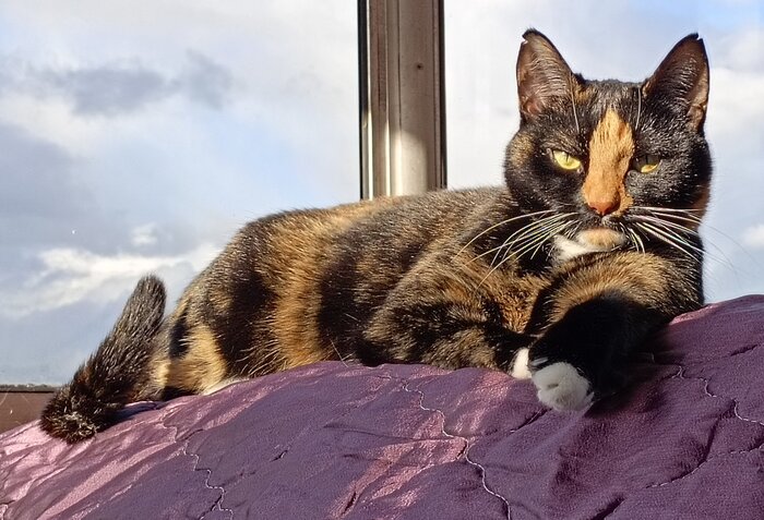 Стильно порваны ухи