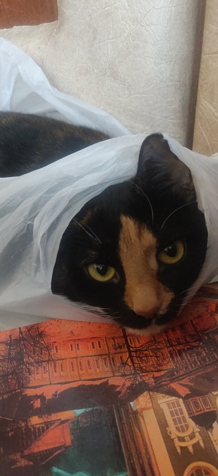 И ещё любит пакеты. Обожает. Так что вы бонусом вы выучите два заклинания призывания, один с пакетом, другой с коробкой