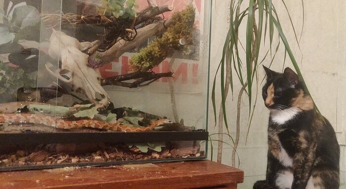 Террариум для нее был вместо телека (пока она его не вскрыла) мелких животных держать подальше