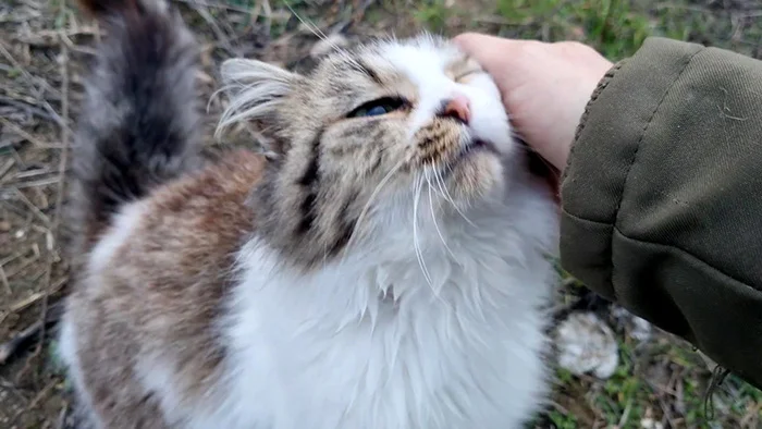 About castration. Why is it important? - Homeless animals, cat, The rescue, Care, Castration, Kittens, Longpost