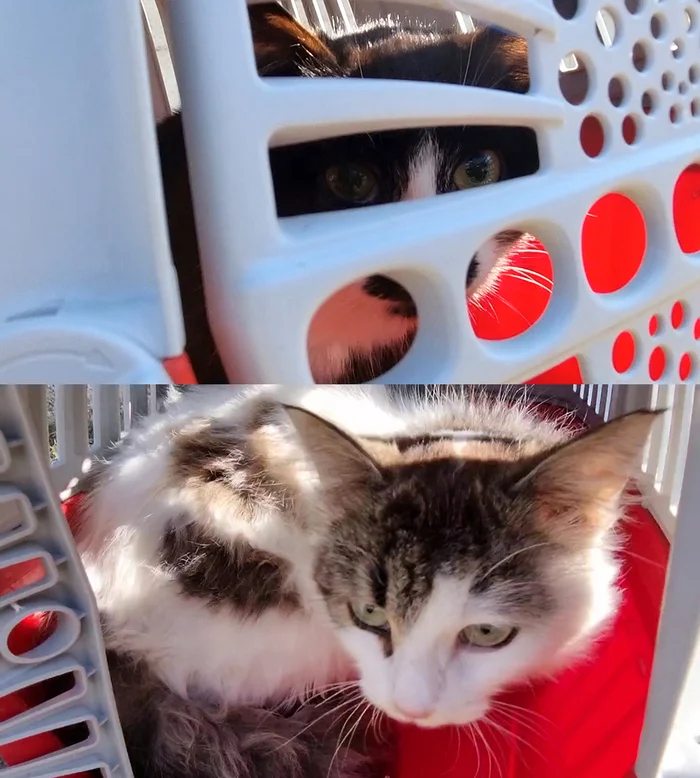 About castration. Why is it important? - Homeless animals, cat, The rescue, Care, Castration, Kittens, Longpost