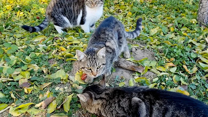 About castration. Why is it important? - Homeless animals, cat, The rescue, Care, Castration, Kittens, Longpost