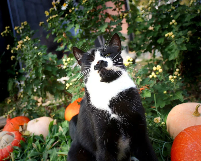 About castration. Why is it important? - Homeless animals, cat, The rescue, Care, Castration, Kittens, Longpost