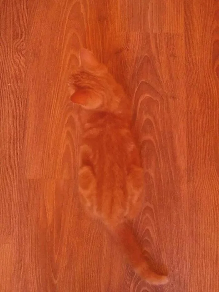 Find the cat - cat, Floors, Redheads, Mimicry, The photo