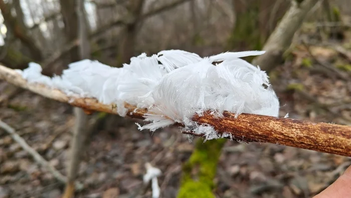 Icy hair has grown in the forest near St. Petersburg!!! - My, Saint Petersburg, Hair, Mushrooms, Ice sculpture, Pavel Glazkov, Each creature has a pair, Longpost