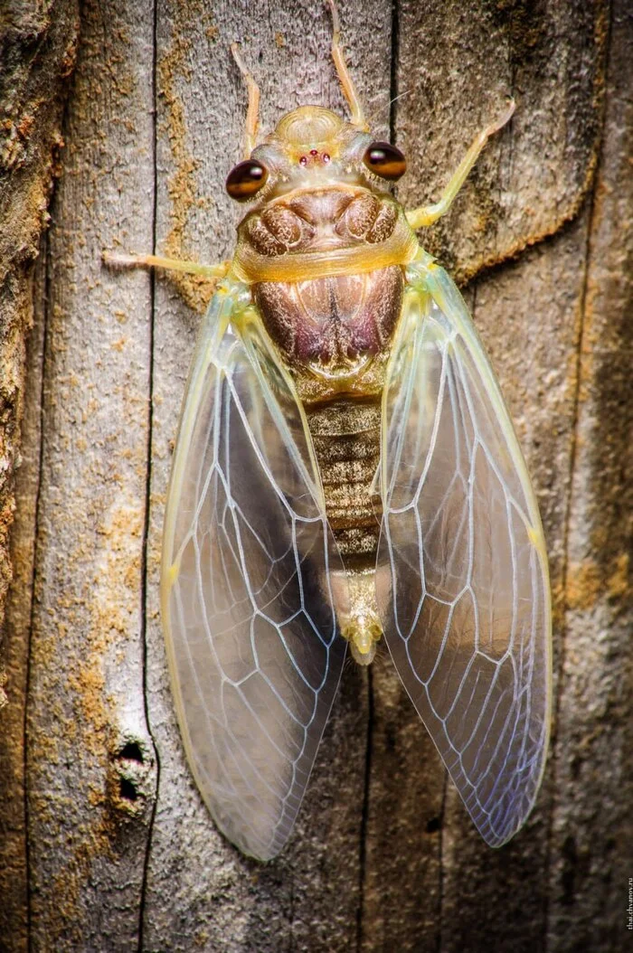 Cicadas and Birthday - My, Travels, Greece, Humor, Travelers, Tourism, Longpost