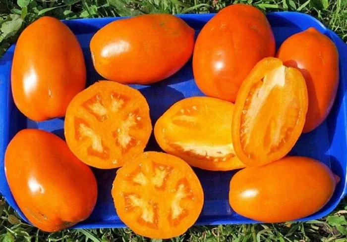 One of the fruitful varieties of tomato is Koenigsberg Zolotoy - My, Overview, Tomatoes, Greenhouse, New items, Garden, Garden, Dacha, Harvest, Growing, Seedling