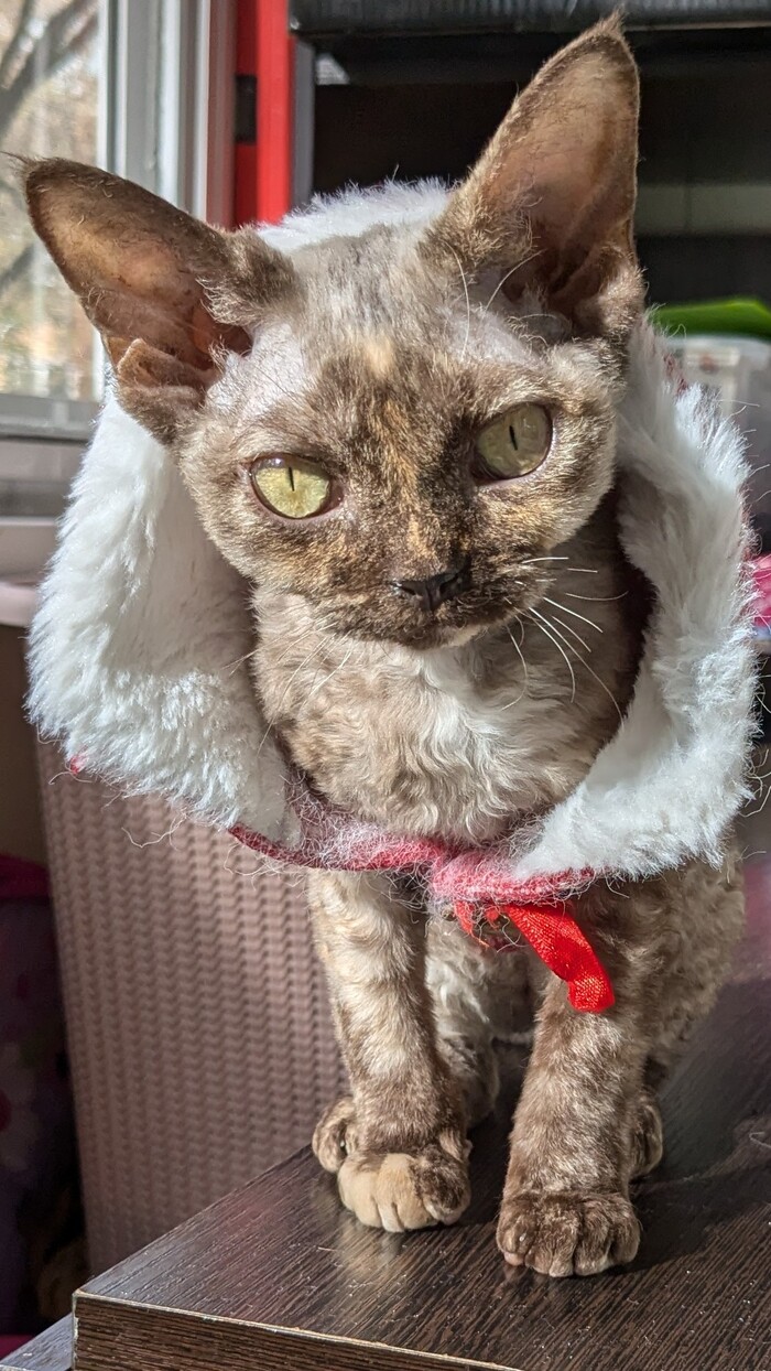 Monica of Monkberry moon