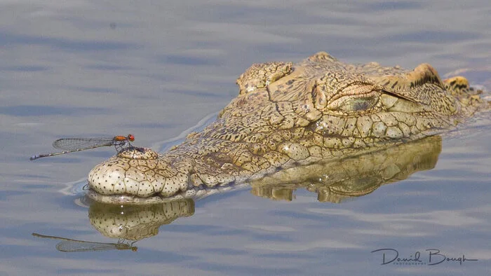 A dragonfly resting on a crocodile - Crocodiles, Reptiles, Dragonfly, Insects, Arthropods, Wild animals, wildlife, Kruger National Park, South Africa, The photo