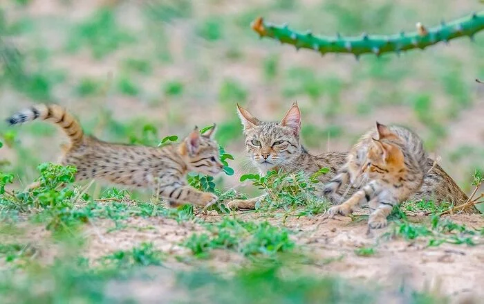 Got carried away - Young, Steppe Cat, Small cats, Cat family, Predatory animals, Wild animals, wildlife, India, Animal games, The photo