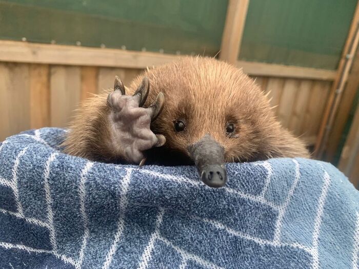 Echidna welcomes you! - Echidna, Wild animals, wildlife, Reserves and sanctuaries, Tasmania, The photo