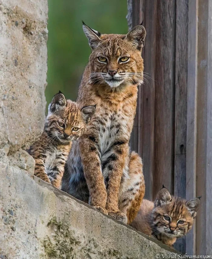 Her children are harsh. - Lynx, Lynx, Red Lynx, Small cats, Cat family, Predatory animals, Wild animals, wildlife, North America, The photo