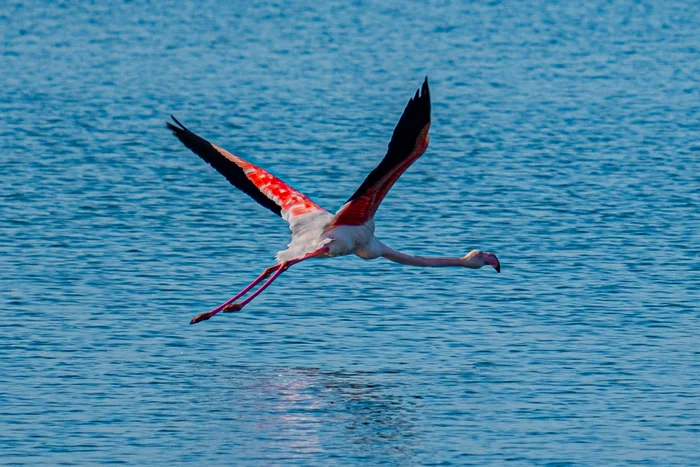 And your storks are strange too. - My, The photo, Turkey, Fujifilm, Flamingo, The park