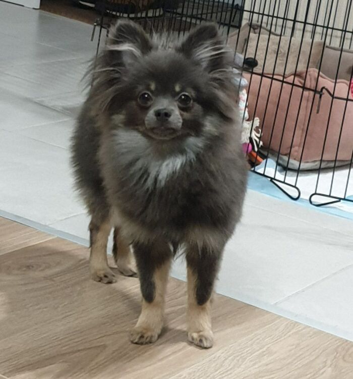 Ответ на пост «Мисс Пикабу 2024: самый яркий конкурс этого года!»