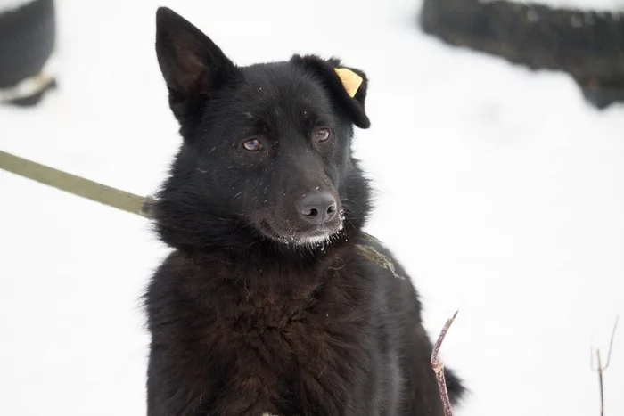 Tori spent her entire life in the Municipal Shelter. Her entire life! - Overexposure, Volunteering, Homeless animals, In good hands, Friend, Dog, Shelter, Kindness, Permian, Care, Video, Vertical video, Longpost