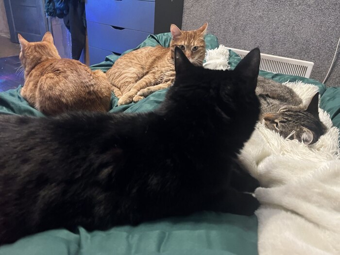 Их сложно всех поймать сразу в кадр, но я хотя бы попыталась.