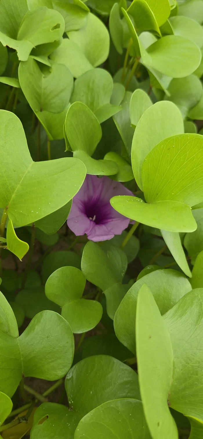 Ipomoea yalapa - My, Sri Lanka, Ipomoea, Sweet potato, Plants, Wallpaper, Beach, Flowers, Travels, Longpost, The photo