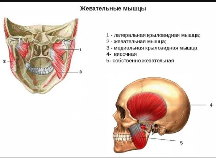 Жевательные мышцы - Моё, Мышцы, Массаж, Красота, Скелет, Анатомия, Спазм, Здоровье