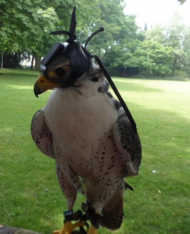 Falcon tactics during hunting - My, Falcon, Hunting, Hawk, Scientists, Tactics, Danger, GoPRO, Longpost