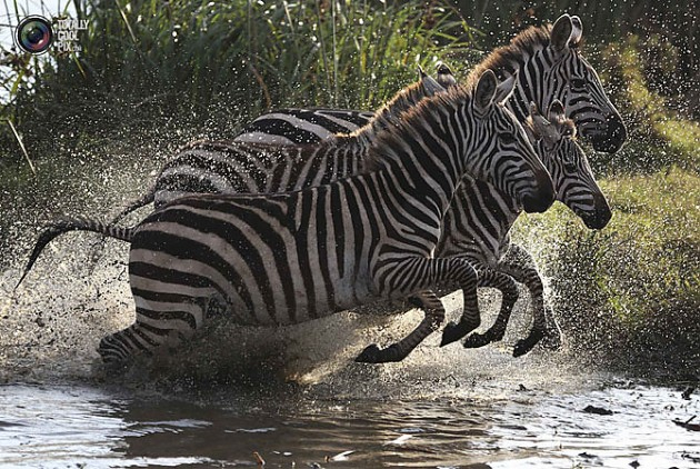 Why are zebras striped? - My, The science, Research, Scientists, zebra, Striped, Stripes, Disguise, Sciencepro, Nauchpop, Animals, the effect, Illusion