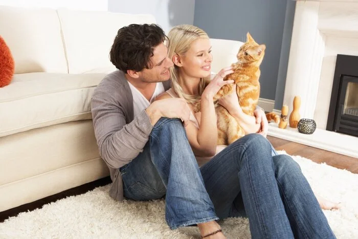 After a divorce, the wife demanded the cat back, but her husband sold it - what the court decided - My, Court, Negative, Divorce (dissolution of marriage), Property division, Pets, Life stories