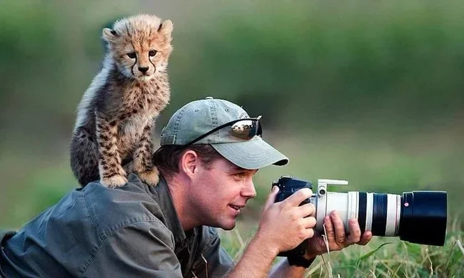 Animals are a nuisance to wildlife photographers - Reddit, Animals, The photo, wildlife, Fox, Wolf, Penguins, Longpost