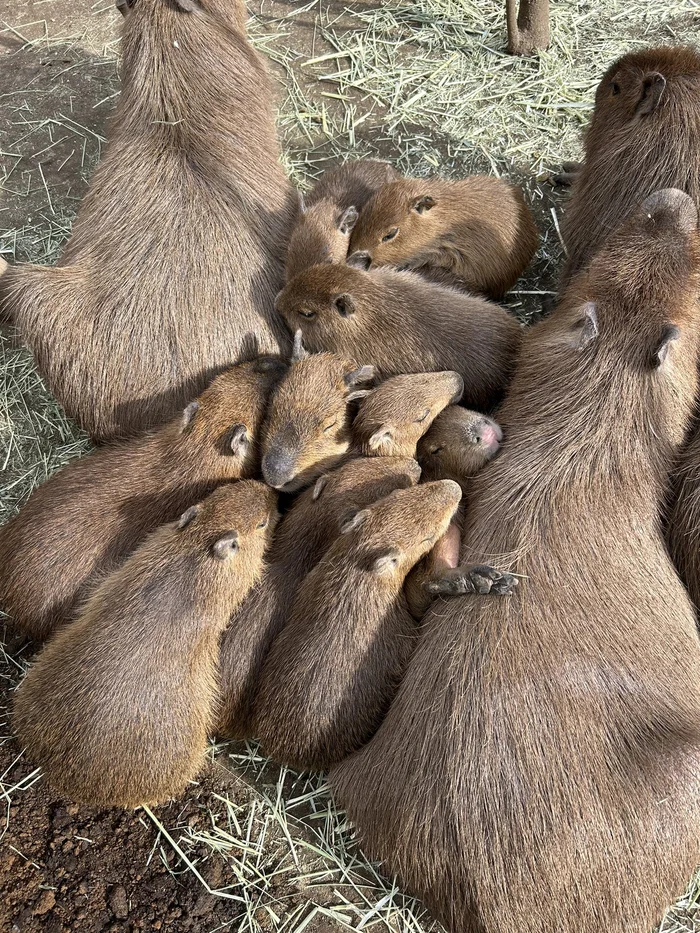 U-convenience - Wild animals, Zoo, Capybara, Rodents, Young, Dream, Longpost