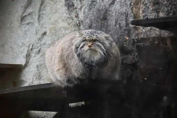 Delightful Perfection - Manul Timofey, Moscow Zoo, Fat cats, Small cats, The photo, Cat family, Predatory animals, Wild animals, Zoo, Pallas' cat, Zazhirivka, Telegram (link)