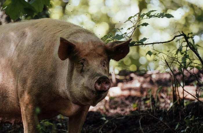 Australian pig gets drunk and fights with cow - Pig, Fight, Cow, Link, Beating