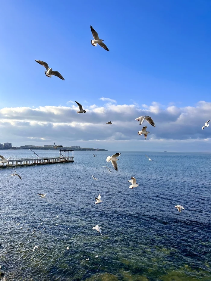 Seagulls - My, Gelendzhik, Seagulls, Sea, Black Sea, Mobile photography