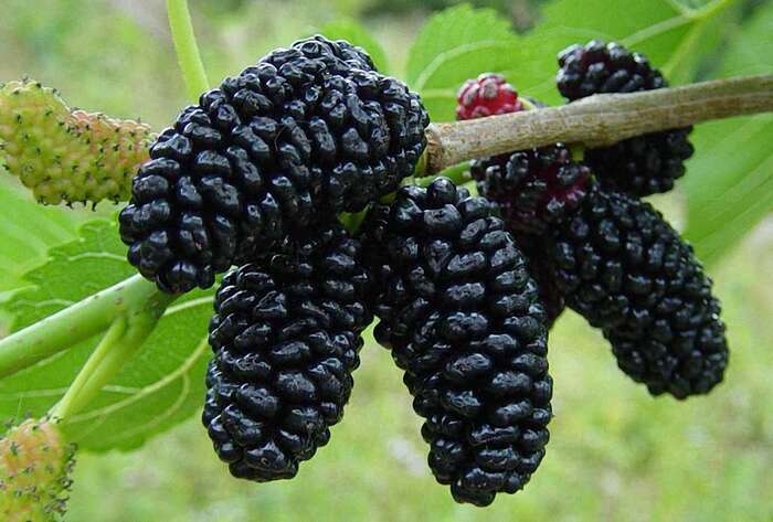 Mulberry or mulberry?! - Survey, Nature, Food, Berries, Фрукты, Vegetables