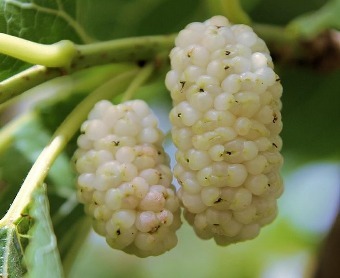 Mulberry or mulberry?! - Survey, Nature, Food, Berries, Фрукты, Vegetables