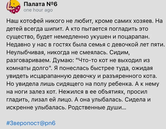 Родственные души - Скриншот, Палата №6, Кот