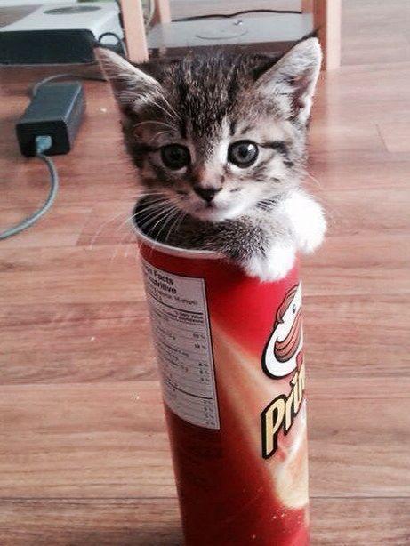    , , , Pringles
