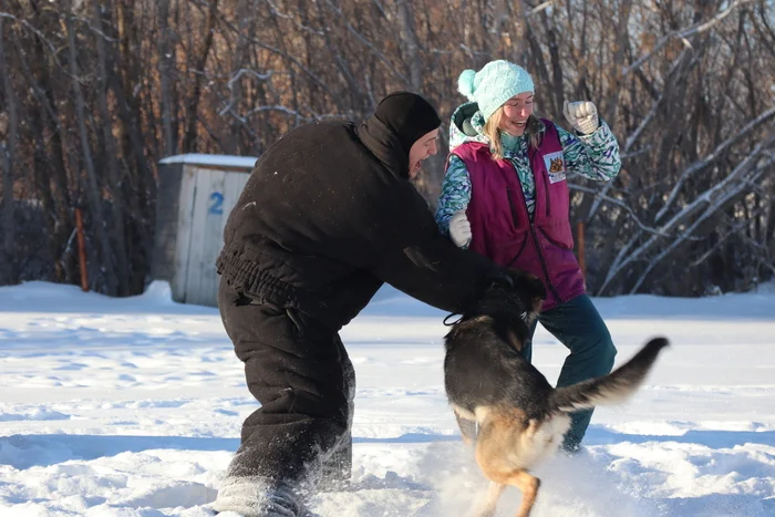 Dog training in Omsk - OCSSSS 11/23/24 - Dog, Puppies, Omsk, Training, Г“Г±Г±Г±, Friend, Care, Kindness, Dog breeding, Friends, Longpost