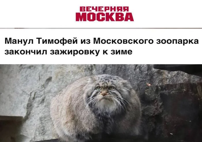 Muscovites can sleep peacefully - Moscow, Pallas' cat, Zoo, Moscow Zoo, Animals, Fat, Diet, Repeat, Manul Timofey, Zazhirivka, Screenshot, Media headlines