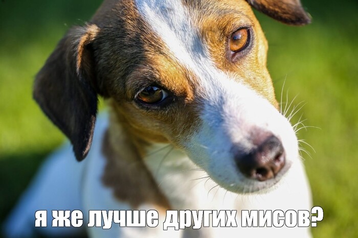 Безальтернативный чемпион