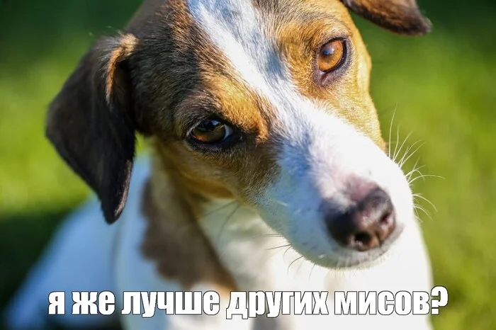 Безальтернативный чемпион - Мисс Пикабу, Джек-Рассел-Терьер, Конкурс, Королева красоты