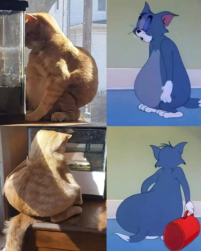 It exists - cat, Tom and Jerry