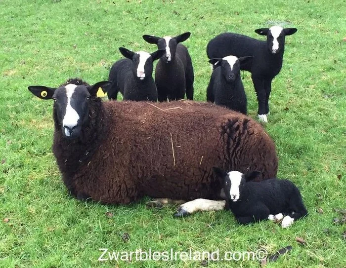 Zwartbles - Sheeps, Sheep, Longpost, Rarity, Lamb, Rams, Wool