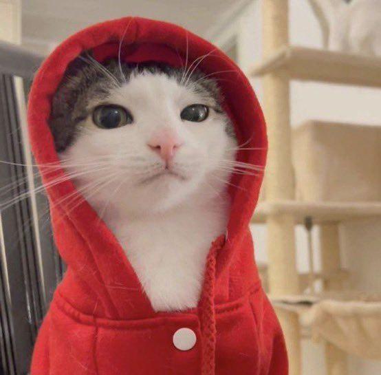 We urgently need to warm up for winter - cat, Hoodie, Warming, Cold