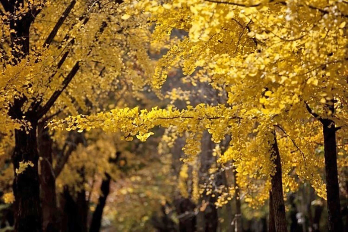    ,      Tsuki Kitsune.