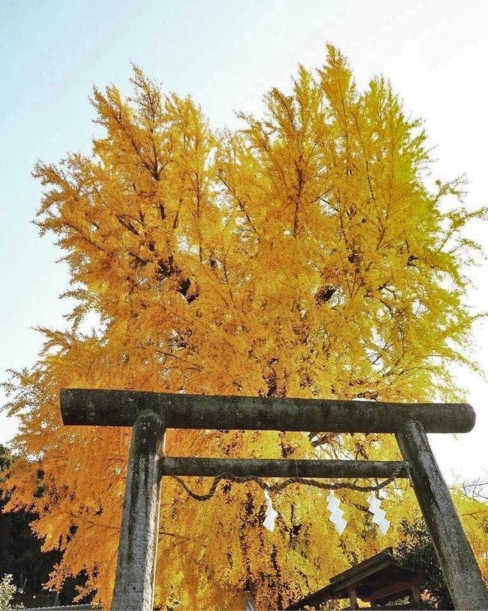    ,      Tsuki Kitsune.