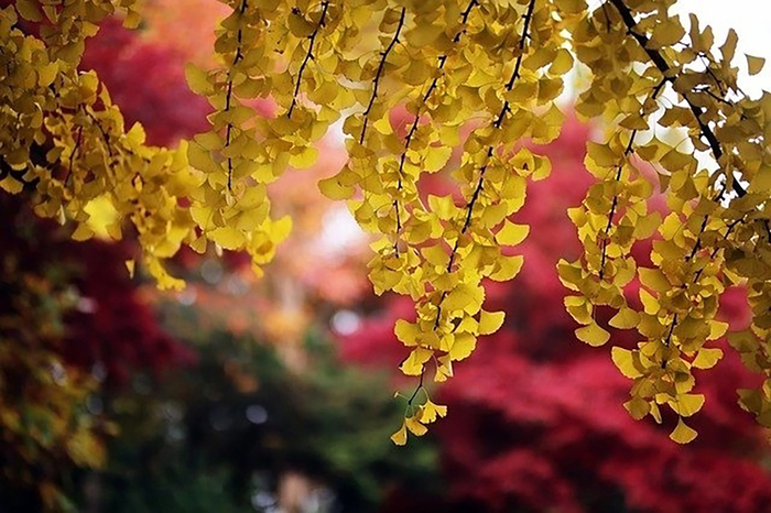    ,      Tsuki Kitsune.