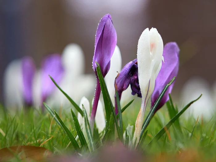 A few crocuses for the feed, and not only... - My, The photo, Landscape, Beautiful view, Spring, crocuses, Flowers, Krasnodar, Longpost