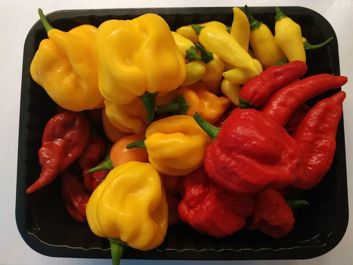 Hot Peppers on the Balcony: Year One - My, Hot peppers, Vegetable garden on the windowsill, Habanero, Spicy cuisine, Carolina Reaper, Jalapeno, Chilli, Longpost