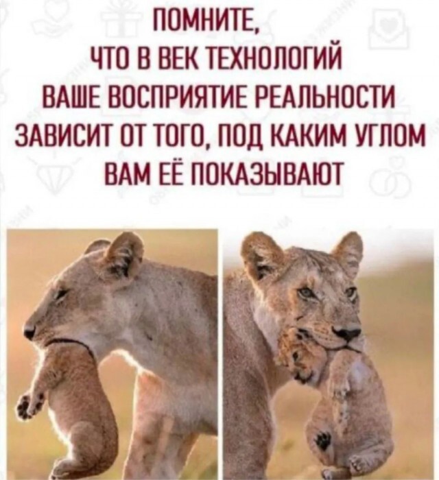 True - Юмор, Мемы, Картинка с текстом, Зашакалено, Львица, Львята